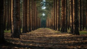 Plantaciones forestales de pino en Corrientes